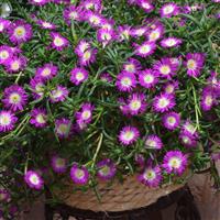 Delosperma Wheels of Wonder™ Violet Wonder