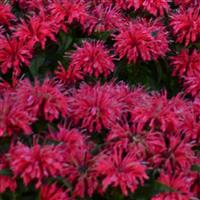 Monarda didyma Sugar Buzz<sup>®</sup> Cherry Pops