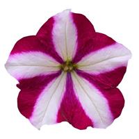 Easy Wave<sup>®</sup> Burgundy Star Spreading Petunia