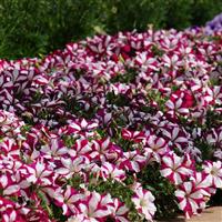 Easy Wave<sup>®</sup> Burgundy Star Spreading Petunia