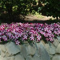 Easy Wave<sup>®</sup> Burgundy Star Spreading Petunia