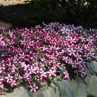 Easy Wave<sup>®</sup> Burgundy Star Spreading Petunia