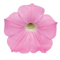 Easy Wave<sup>®</sup> Pink Spreading Petunia