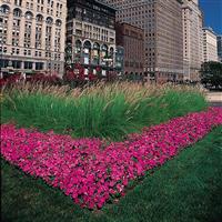 Easy Wave<sup>®</sup> Pink Spreading Petunia