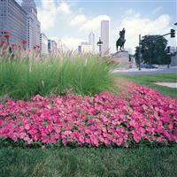 Easy Wave<sup>®</sup> Pink Spreading Petunia