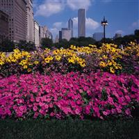 Easy Wave<sup>®</sup> Pink Spreading Petunia