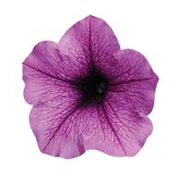 Easy Wave<sup>®</sup> Plum Vein Spreading Petunia