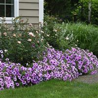 Easy Wave<sup>®</sup> Plum Vein Spreading Petunia