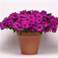 Easy Wave<sup>®</sup> Violet Spreading Petunia