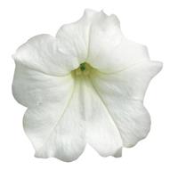 Easy Wave<sup>®</sup> White Spreading Petunia