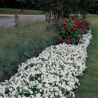 Easy Wave<sup>®</sup> White Spreading Petunia