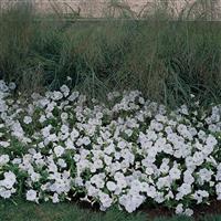 Easy Wave<sup>®</sup> White Spreading Petunia