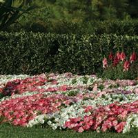 Easy Wave<sup>®</sup> Rosy Dawn Spreading Petunia