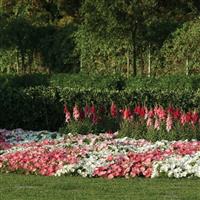 Easy Wave<sup>®</sup> Rosy Dawn Spreading Petunia