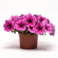 Easy Wave<sup>®</sup> Rose Fusion Spreading Petunia