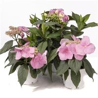 Hydrangea Game Changer Giant Pink