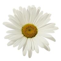 Leucanthemum Kilimanjaro