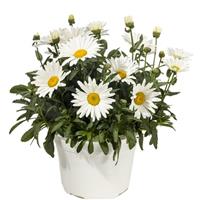 Leucanthemum Kilimanjaro