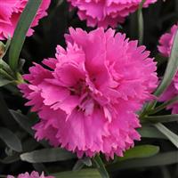 Dianthus EverLast™ Orchid