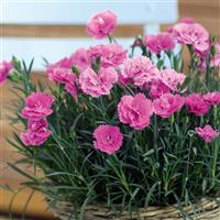 Dianthus EverLast™ Orchid