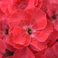 Dianthus EverLast™ Peach