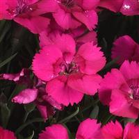 Dianthus EverLast™ Neon Pink