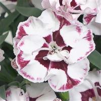 Dianthus EverLast™ Cherry Swirl