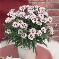 Dianthus EverLast™ Cherry Swirl