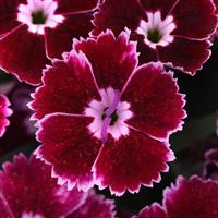 Dianthus EverLast™ Ruby Edge