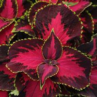 Chocolate Covered Cherry Coleus, Premium Sun