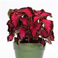 Chocolate Covered Cherry Coleus, Premium Sun