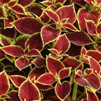 Crimson Gold Coleus, Premium Sun