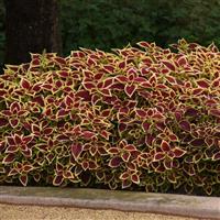 Crimson Gold Coleus, Premium Sun