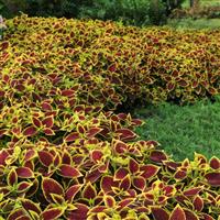 Crimson Gold Coleus, Premium Sun