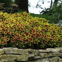 Crimson Gold Coleus, Premium Sun