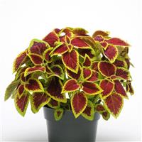 Crimson Gold Coleus, Premium Sun