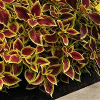 Crimson Gold Coleus, Premium Sun