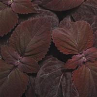 Dark Chocolate Coleus, Premium Sun