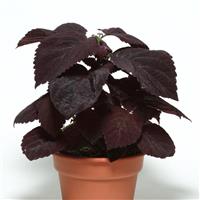 Dark Chocolate Coleus, Premium Sun