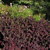 Dark Chocolate Coleus, Premium Sun