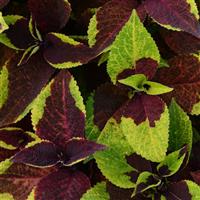 Pineapple Surprise Coleus, Premium Sun