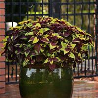 Pineapple Surprise Coleus, Premium Sun