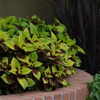 Pineapple Surprise Coleus, Premium Sun