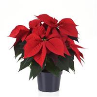 Christmas Song Poinsettia