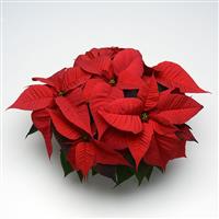 Christmas Spirit Poinsettia