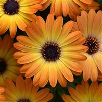 Sunshine Beauty Osteospermum