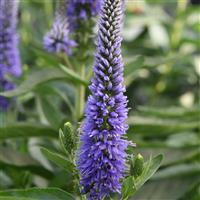 Veronica longifolia Skyward™ Blue