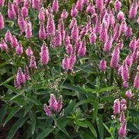 Veronica longifolia Skyward™ Pink