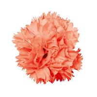 Vivacia™ Orange Dianthus