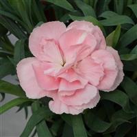 Vivacia™ Light Pink Dianthus